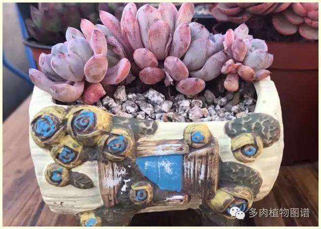 才离家半个月，回来后看到家里的多肉一阵狂喜~