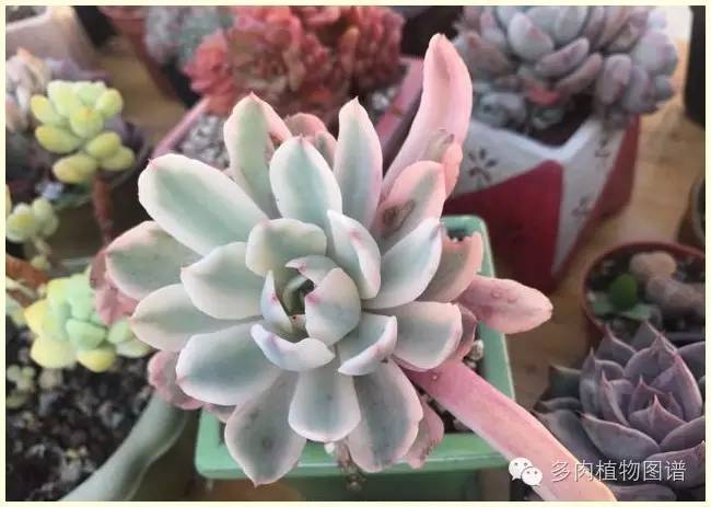 才离家半个月，回来后看到家里的多肉一阵狂喜~