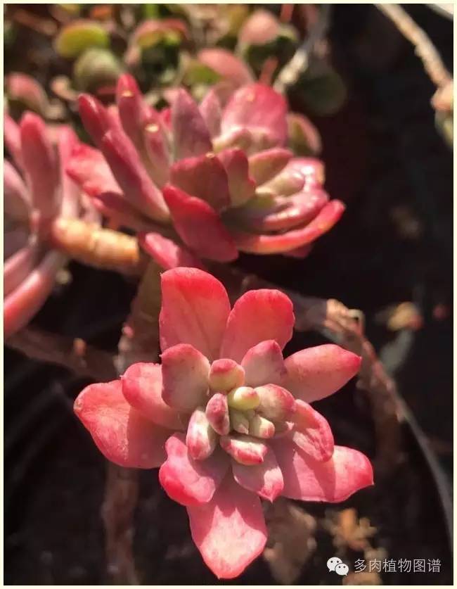 才离家半个月，回来后看到家里的多肉一阵狂喜~