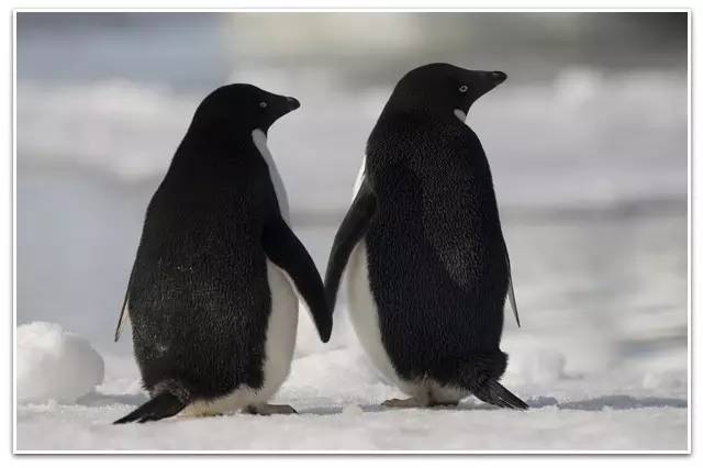 我的爱情不是上厕所||晶晶文化