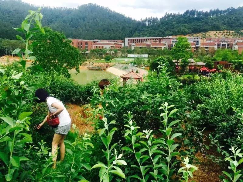 漫山蓝莓田、黑松林之间，这100户人家的乌托邦，邀你来做“后天亲人”