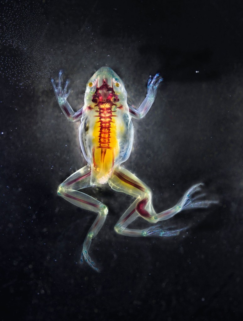 变异生物迷你世界,变异生物有哪些