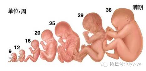 孕期孕妇适合的运动瑜伽球,孕妇瑜伽6个经典动作