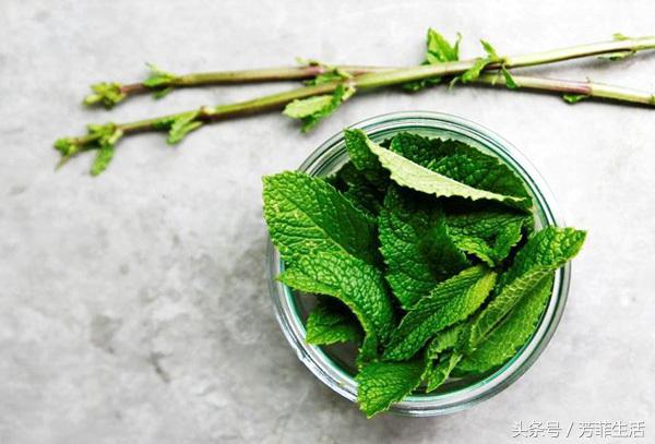 水培薄荷的营养液的做法,薄荷种子可以水培养殖吗