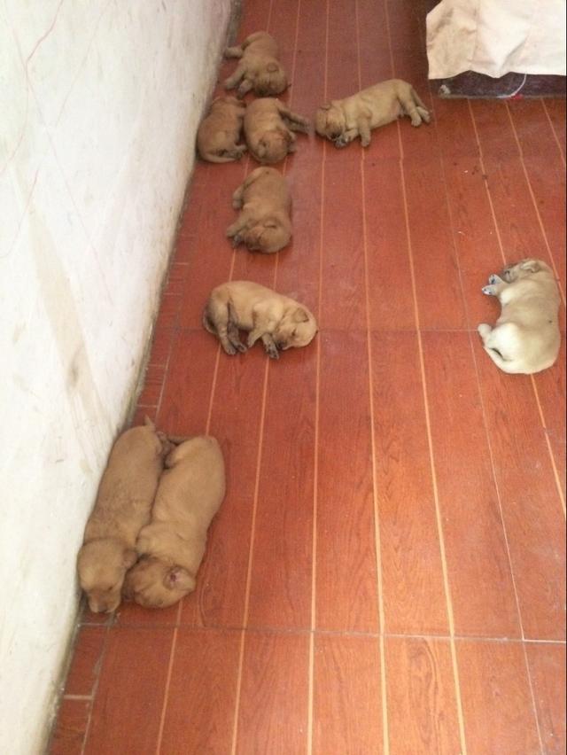 金毛生了9只狗崽，嫌弃太多而不愿喂奶，看着真心疼