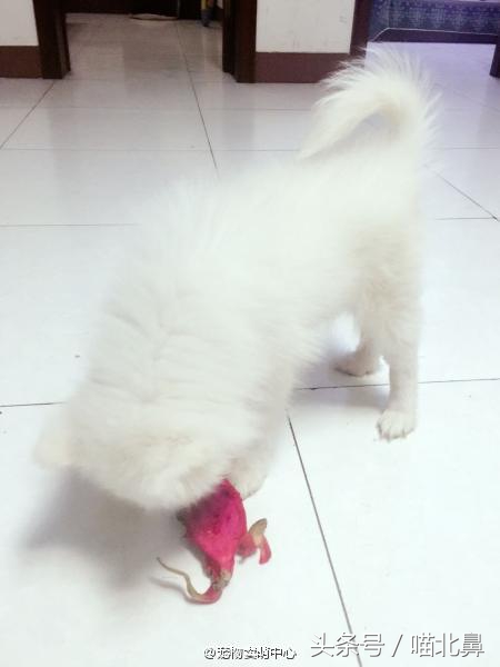 小猫吃猫砂会中毒吗,猫奴求助