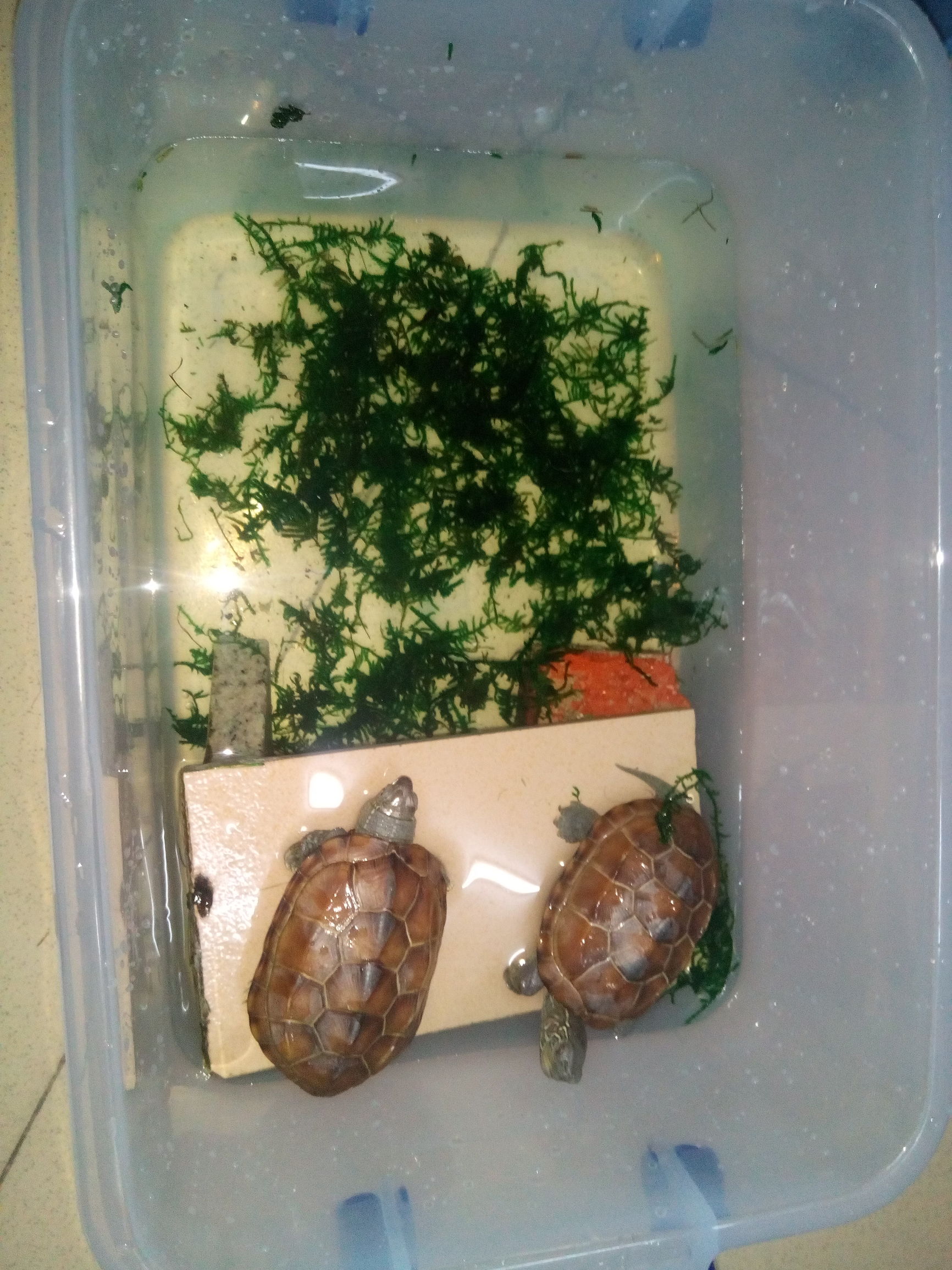 Android小白的培训成长之路