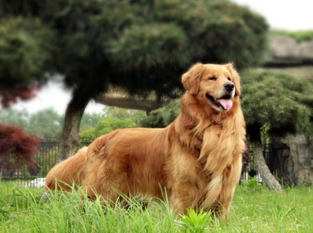 自从家里养了猫老鼠就全跑了,自从养了猫家里老鼠越来越多