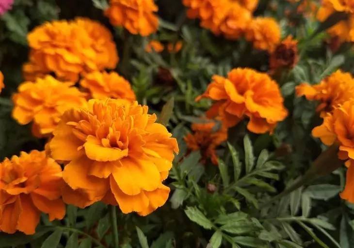 oppor9s值得买吗,oppor9s好用吗