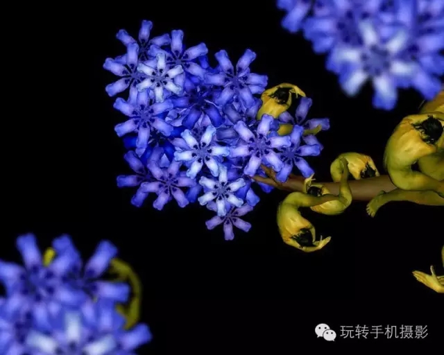 花卉我们看多了,但由上千名裸模组成的就第一次见!