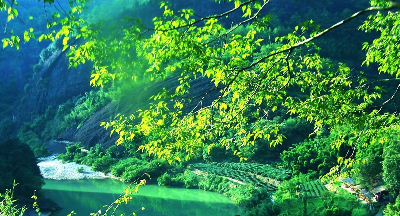 安徽名茶中被列为中国十大名茶,十大名茶为何没有湖南安化的黑茶