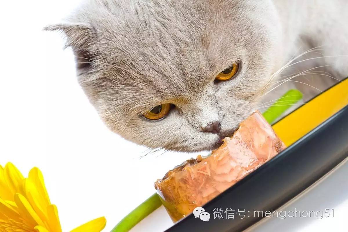 猫咪拉肚子应该怎么办,猫咪拉肚子怎么治疗