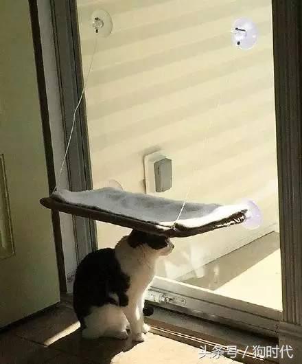 喵星人平常很高冷,喵星人高冷