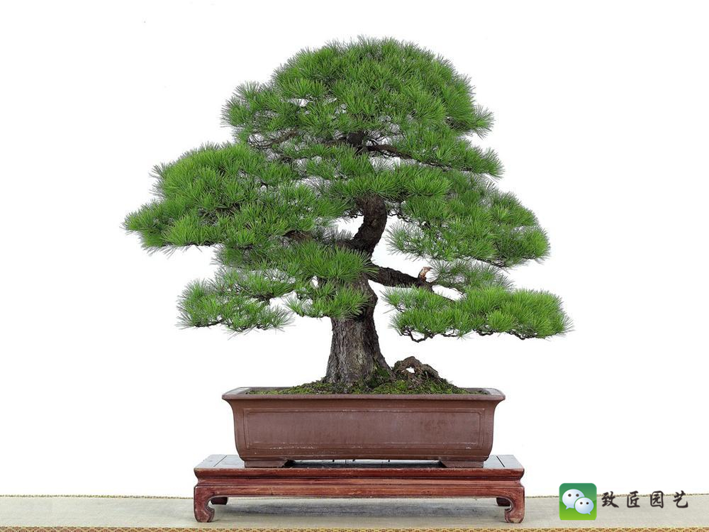 黑松盆景获奖作品 (金奖文人黑松盆景精品)