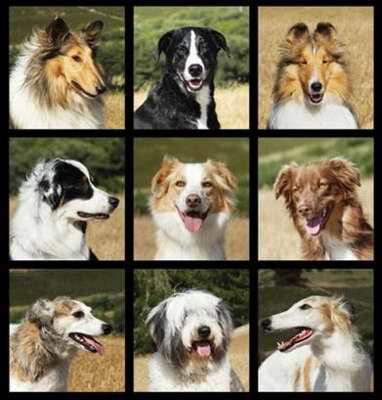 柯利犬适合哪种打虫药,哪些是柯利牧羊犬禁用药