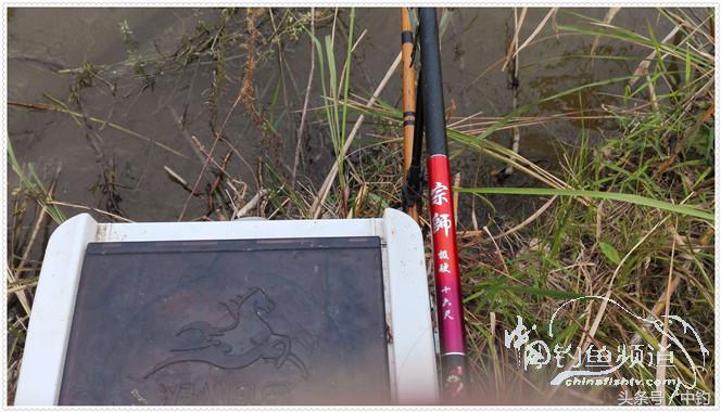 菜地钓鲫鱼绝密技巧,菜地钓白条视频大全