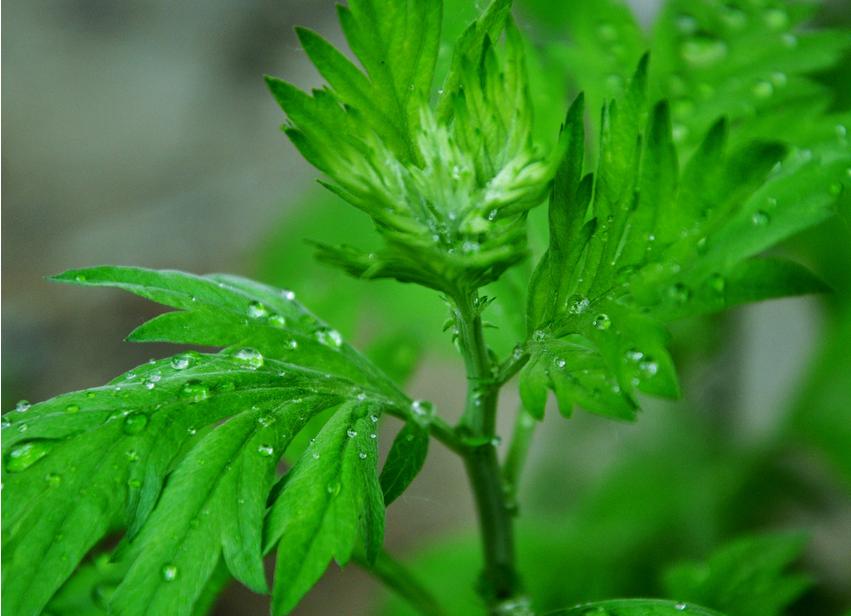 阳台种花草很麻烦,阳台种花草长茂盛了