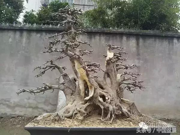 蚊母盆景的养殖方法,盆景中华蚊母的小叶叶片图片