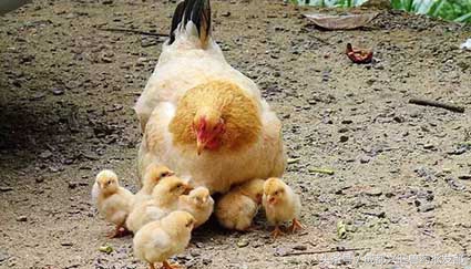 母鸡光蹲窝不下蛋是怎么回事,母鸡下蛋下不出来怎么办