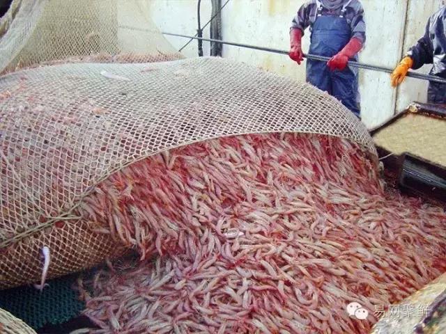 海鲜陆冻和船冻,近海海鲜与船冻海鲜区别