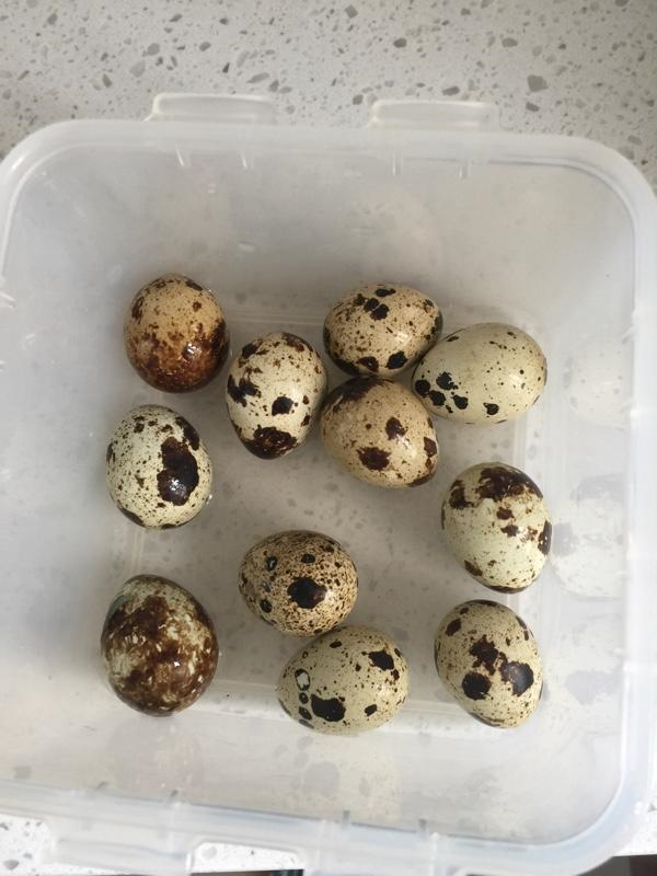 香卤鹌鹑蛋的做法介绍,香卤鹌鹑蛋的做法大全集