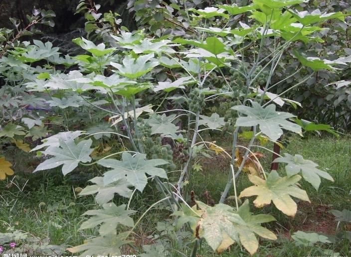 治鸡眼的十大民间偏方,鸡眼图片大全及治疗方法