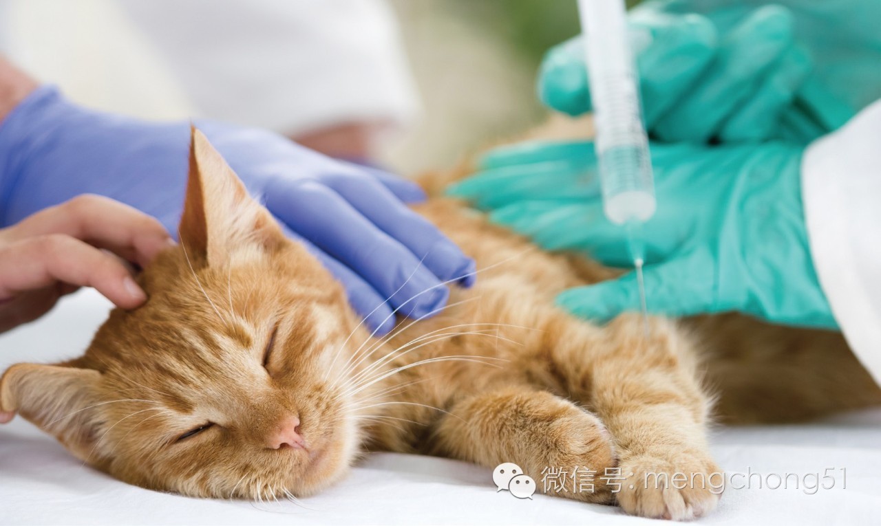 猫咪拉肚子怎么补救,猫咪拉肚子怎么治