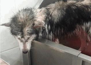 无良宠物店狗狗死亡,无良宠物店让人寒心