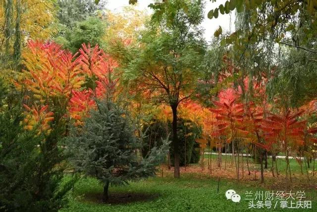 在兰财的一天vlog,在兰大秋天的感受