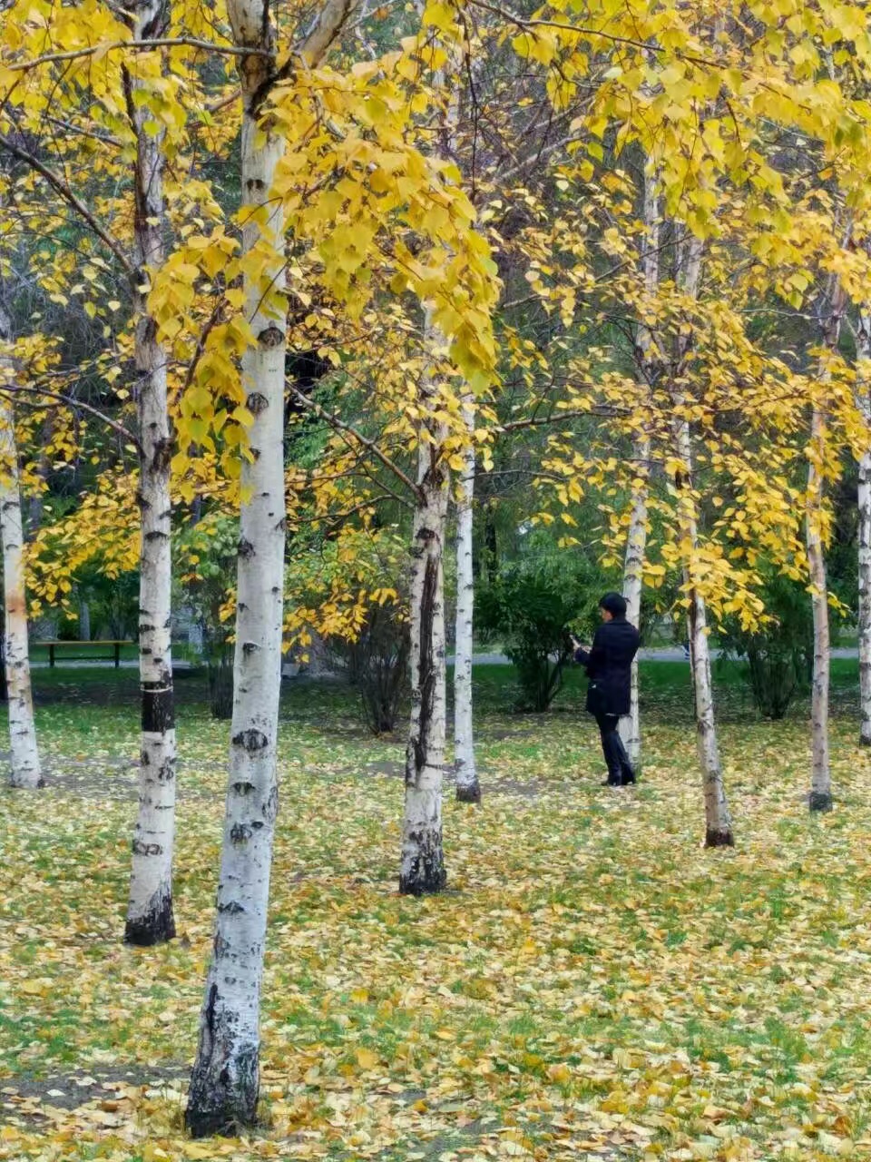 诗香词芳.,作业集一）