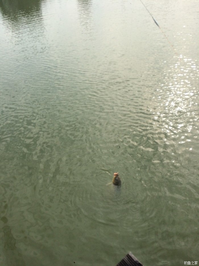 新手，说说几款入门级的鱼竿！