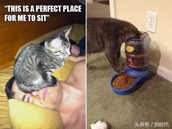 喵星人平常很高冷,喵星人高冷