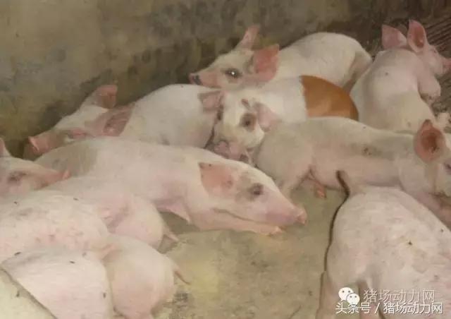 怎么判断猪病是什么病呢,猪病辨识