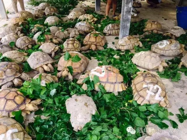 苏卡达2024年可以养了吗,苏卡达养法