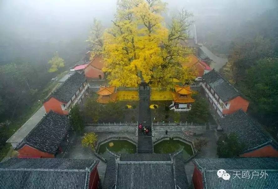 河南最好的红叶银杏叶在哪 (深秋河南哪里可以看银杏)