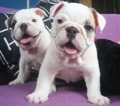 一梦谈狗：这些都不知道，别告诉我你喜欢英国斗牛犬……