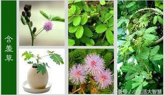 农村神奇植物治百病,能在自家种的神奇植物