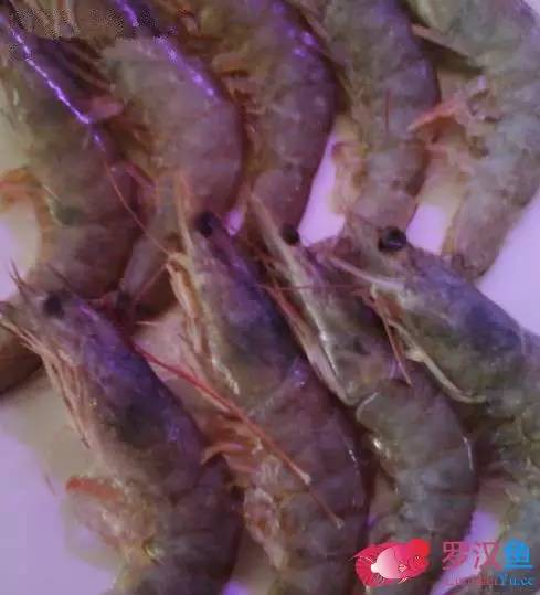 罗汉鱼常备用药,罗汉鱼药饵用什么药好