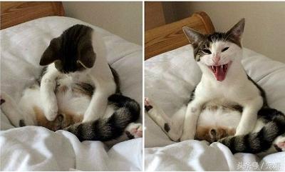 我带喵主人去做绝育，回来的路上它却救了我的命，我是不是做错了