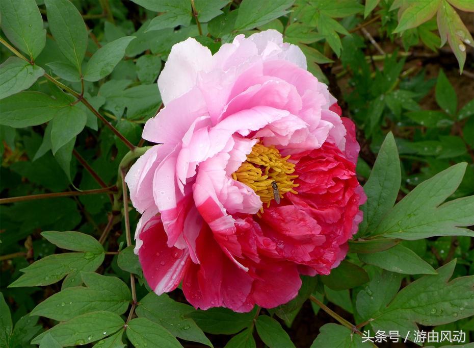 洛阳国际牡丹园门票,洛阳国际牡丹园图