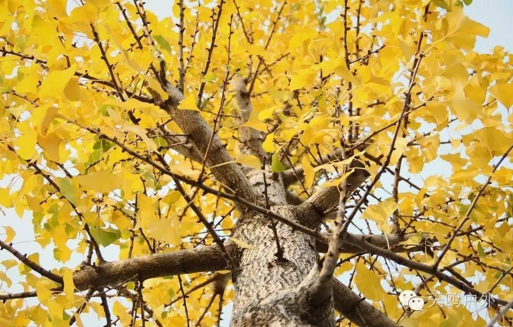 河南最好的红叶银杏叶在哪 (深秋河南哪里可以看银杏)