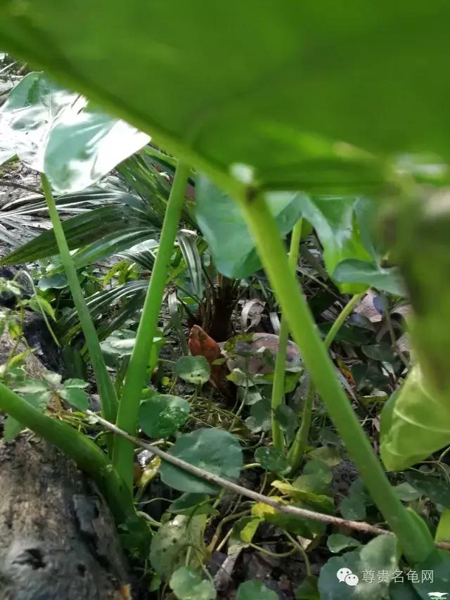 疯狂龟友，6次为龟修建豪华花园！