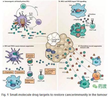 哪些肿瘤可以分子靶向治疗,肿瘤免疫治疗研究热点
