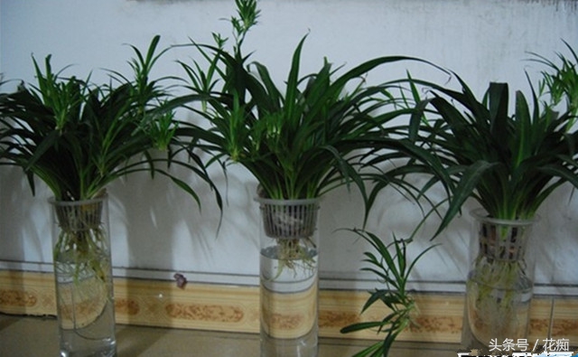 水培吊兰怎么才能长得更好,水培吊兰怎么长得茂盛