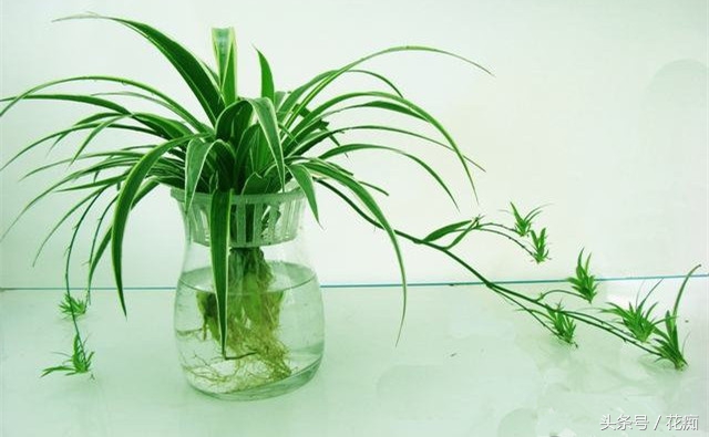 水培吊兰长根然后再栽在土里,怎样水培吊兰长得更好