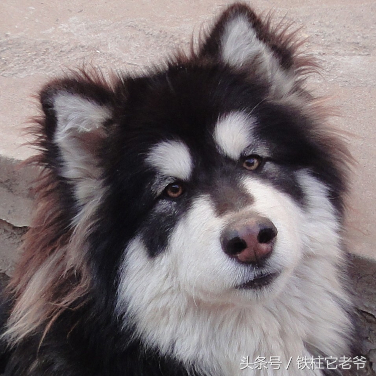 最快上车的阿拉斯加,来不及了快上车配音