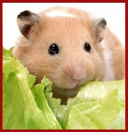 金丝熊是不是番鼠,金丝熊是断尾了吗