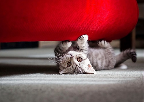 小猫猫拉肚子怎么样办,猫咪拉肚子的原因及处理方法