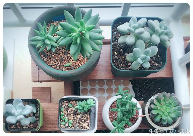 照射多肉的阳光可以用台灯代替吗,紫外线灯照射多肉植物