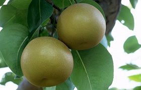 深圳旅游攻略深圳特产,深圳特产有哪些